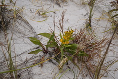 Solidago sempervirens