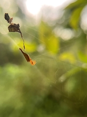 Arachnura