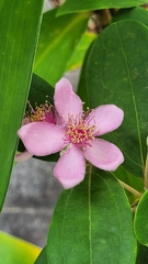 Rhodomyrtus tomentosa