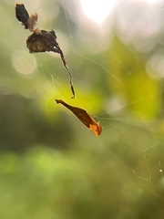 Arachnura
