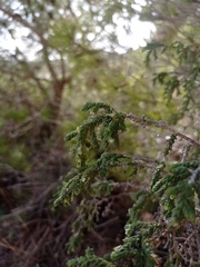 Thymelaea