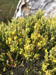 Aspalathus ericifolia