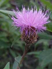 Cheirolophus sempervirens