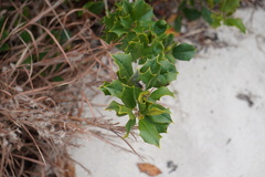 Phytomyza ilicicola