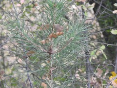 Pinus pinaster