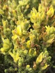 Aspalathus ericifolia