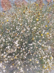 Porophyllum scoparium