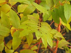 Pistacia terebinthus