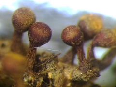Trichia botrytis
