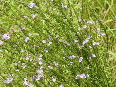Lythrum alatum lanceolatum