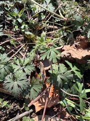 Geranium carolinianum