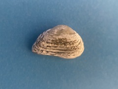 Caryocorbula contracta