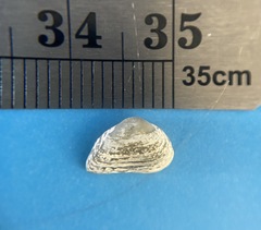 Caryocorbula contracta