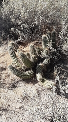Echinocereus engelmannii