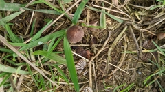 Mycena kuurkacea