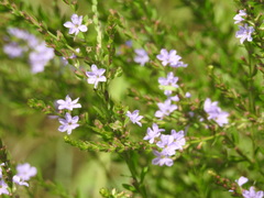 Lythrum alatum lanceolatum