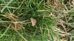 Mycena kuurkacea