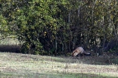Vulpes vulpes crucigera