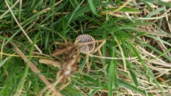 Mycena kuurkacea