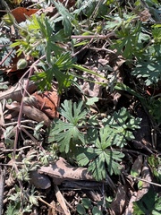 Geranium carolinianum