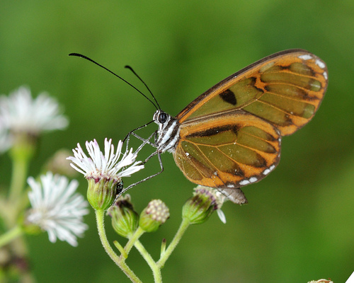 Oleria baizana