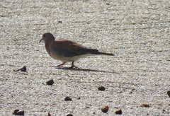 Streptopelia senegalensis senegalensis