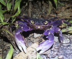Geograpsus grayi