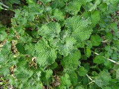 Marrubium