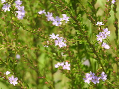 Lythrum alatum lanceolatum