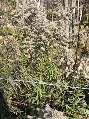 Eupatorium capillifolium