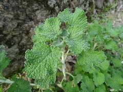 Marrubium