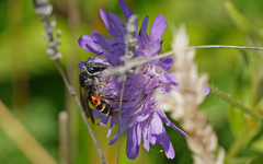 Andrena hattorfiana