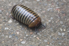 Arthrosphaera