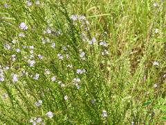 Lythrum alatum lanceolatum