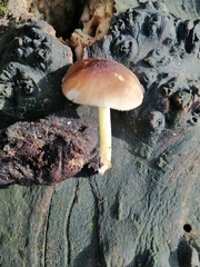 Pluteus romellii