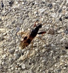 Pseudopamera nitidula