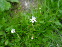 Spergula