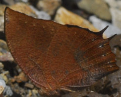 Fountainea rayoensis