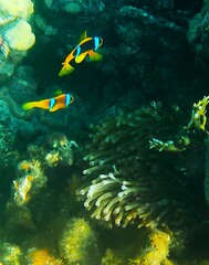 Amphiprion bicinctus