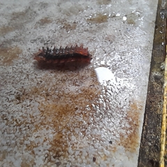 Trypanophora semihyalina