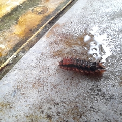 Trypanophora semihyalina