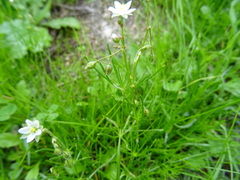 Spergula
