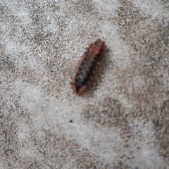 Trypanophora semihyalina