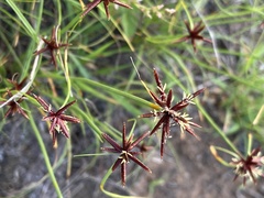 Cyperus rupestris