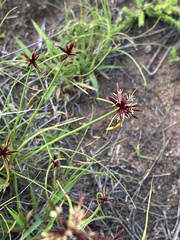 Cyperus rupestris