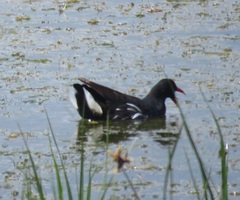 Gallinula chloropus meridionalis