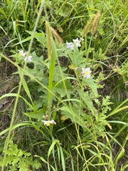 Solanum carolinense