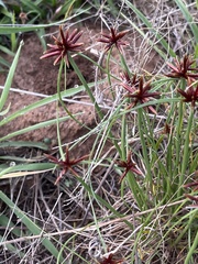Cyperus rupestris