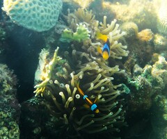 Amphiprion bicinctus