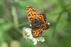 Melitaea trivia